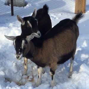 Meet your Posher, Emelia